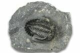 Detailed Hollardops Trilobite Fossil - Ofaten, Morocco #323700-1